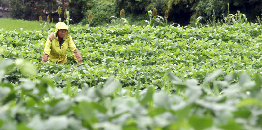 연일 불볕더위가 계속되던 경남에 14일 단비가 내렸다. 이날 오후 경남 함안군 산인면 의연마을 이충길(72)이장은 콩밭에서 &quot;가뭄 해갈하려면 비가 100㎜ 더 와야 합니다&quot;고 말했다.